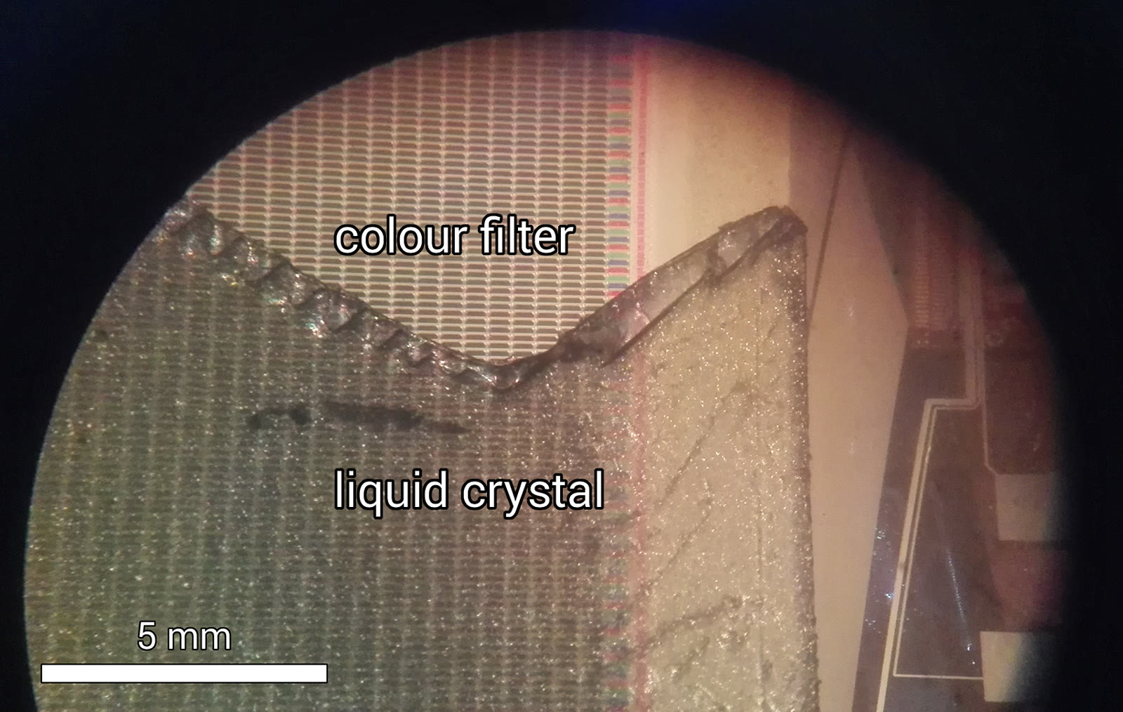 Optical microscope photograph of a dismantled LCD showing liquid crystal and color filter layers